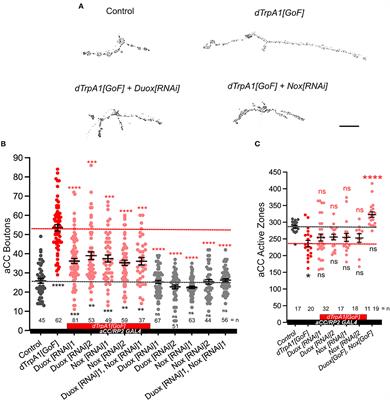 Activity-regulated growth of motoneurons at the neuromuscular junction is mediated by NADPH oxidases